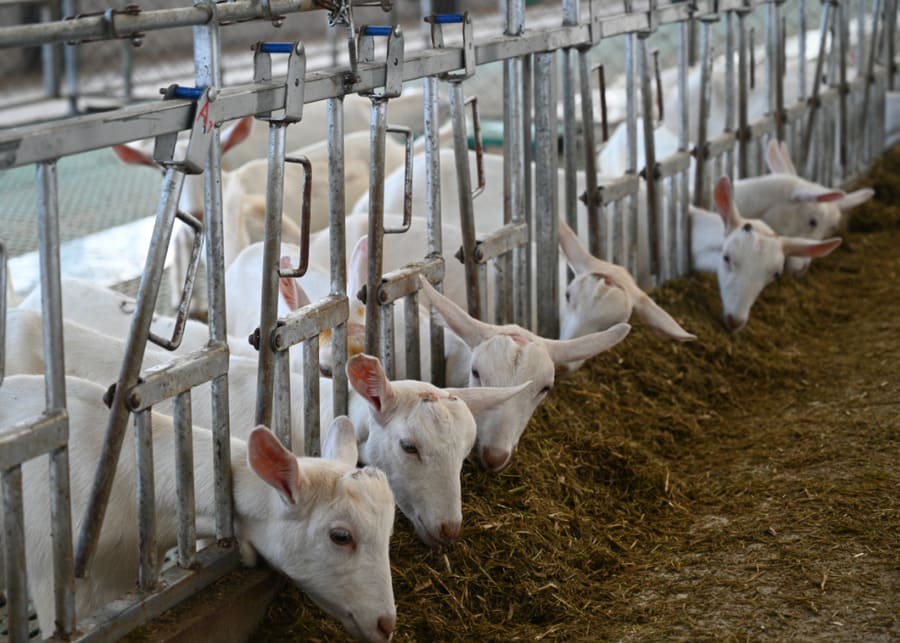 Modern dairy goat farm utilizing self-locking headlocks for precision group feeding management
