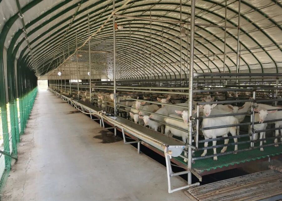 100-Head Dairy Goat Farm A herd of dairy goats in a clean and modern barn