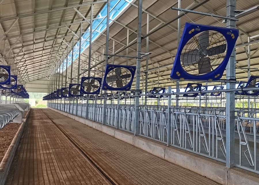 Optimal Barn Fan Placement Diagram showing optimal placement of barn fans for even air distribution.