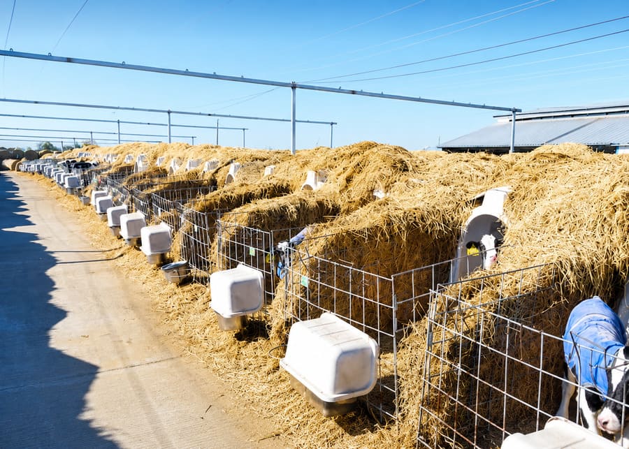 NexAgri Winter Calf Rearing Infrastructure Upgrade Deep straw insulation upgrade for calf island with calf wearing blue thermal coat