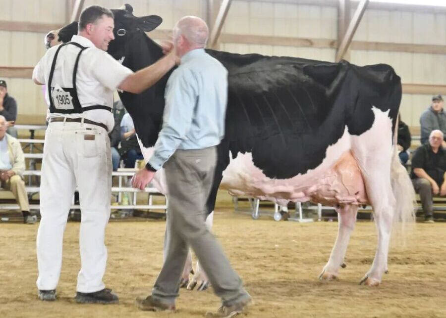 Gentle Touch and Cow Comfort in High-Stress Environments A professional handler gently touching a calm Holstein dairy cow during a cattle show to lower stress, demonstrating human-animal bonding and cow comfort management