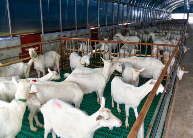 Raising Dairy Goats 101: What Do Beginners Need for Success?