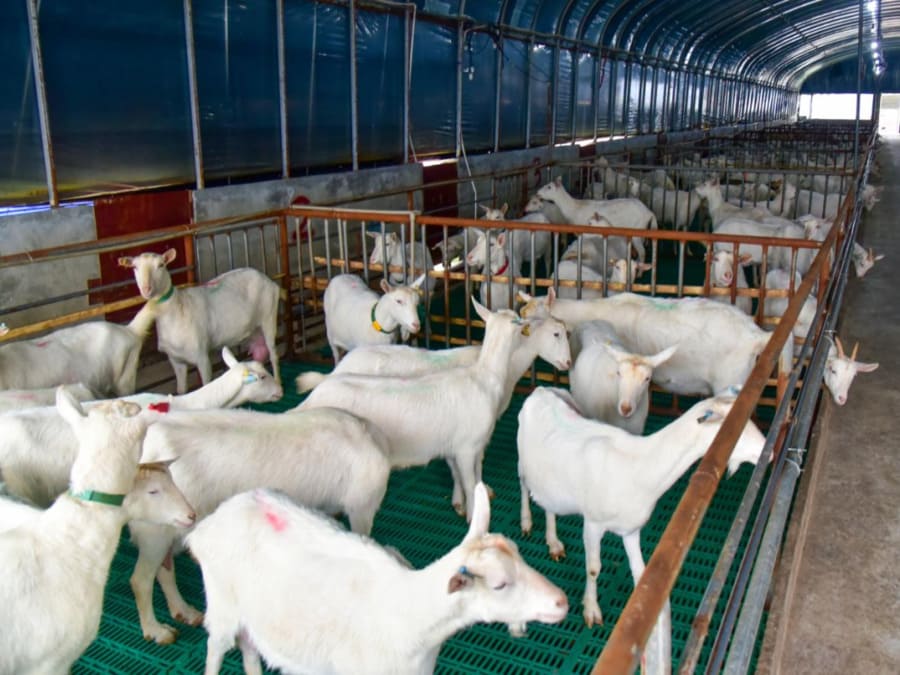 Dairy goats standing on plastic slatted floors in a modern well-ventilated barn