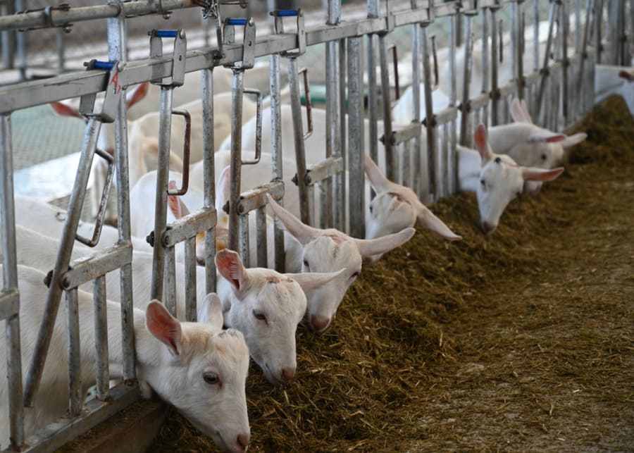 A healthy herd of goats feeding with NexAgri Headlocks in a modern barn, showcasing precision TMR feeding and rumen health management to prevent acidosis.