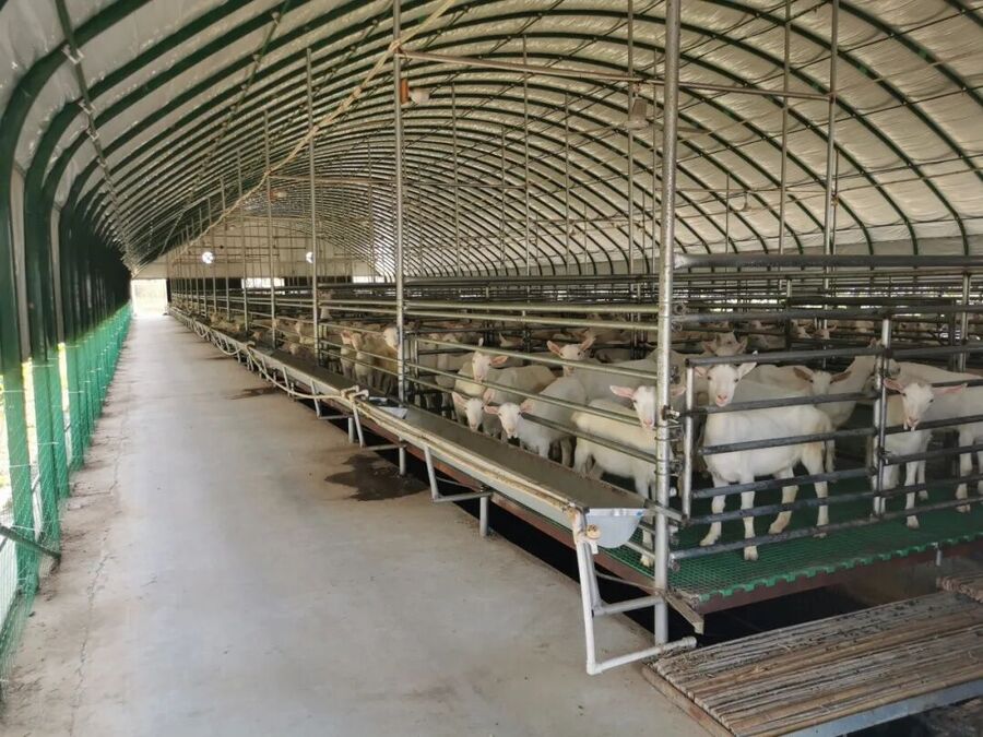 Modern dairy goat housing with slatted floors and proper ventilation
