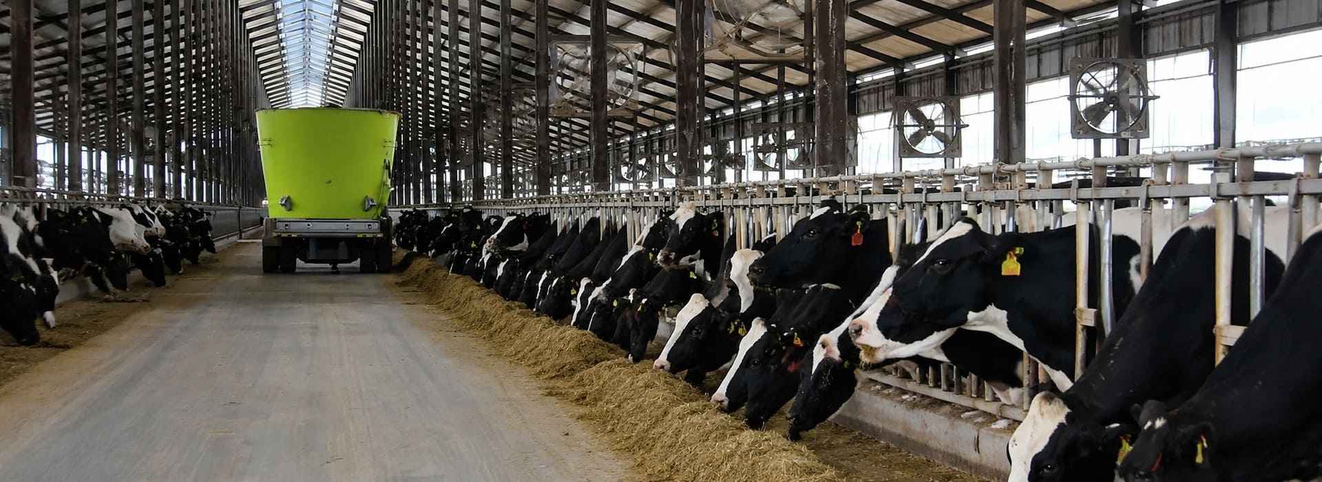 Commercial Dairy Farm Feeding Lane with TMR Equipment