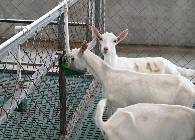 How Do Large-Scale Goat Farms Manage Rumen Health and pH Balance?