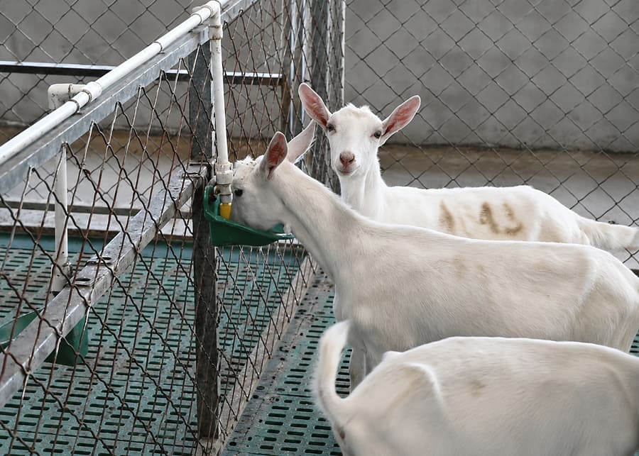 Dairy goats using an automatic drinking bowl in a modern barn, demonstrating increased hydration stimulated by dietary sodium bicarbonate to prevent urinary stones.