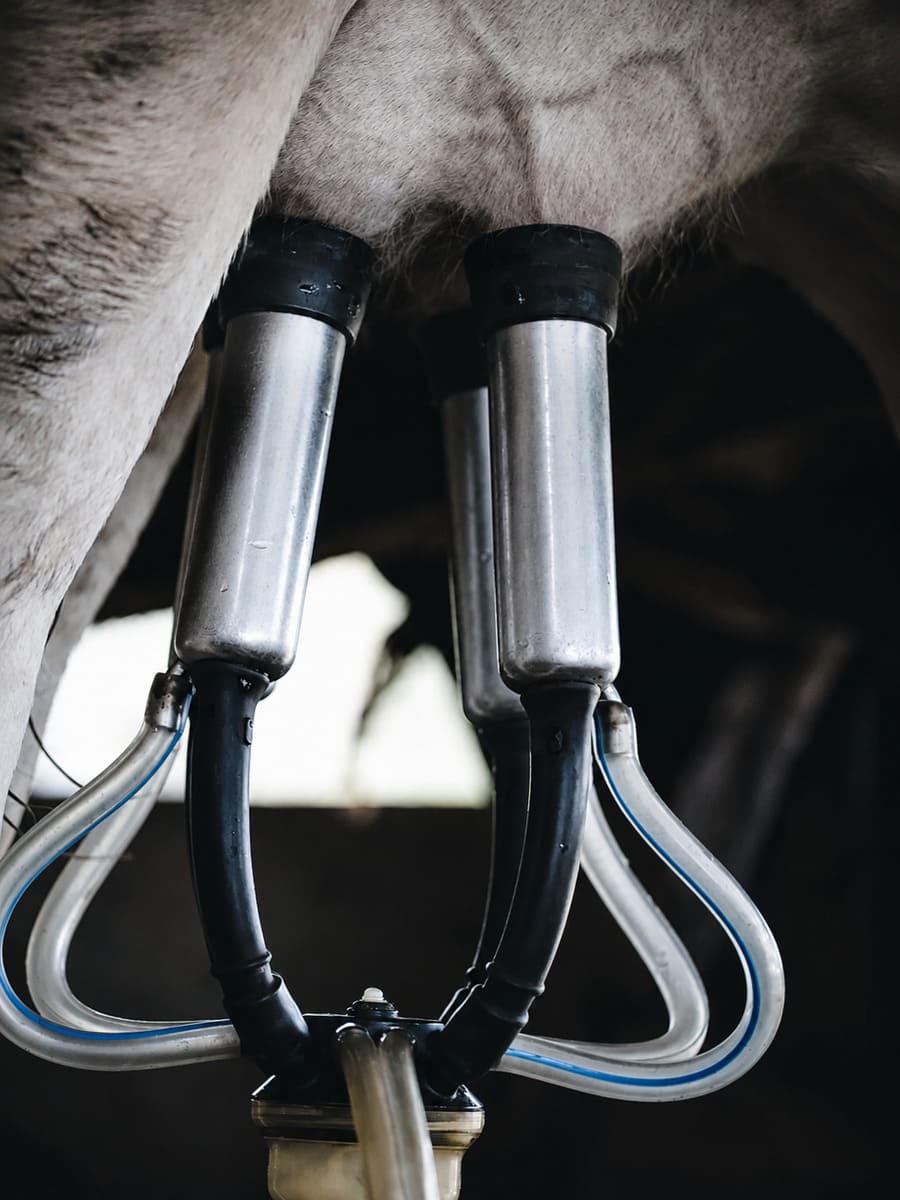 NexAgri Heavy-Duty Milking Cluster and Liner Infrastructure in Operation