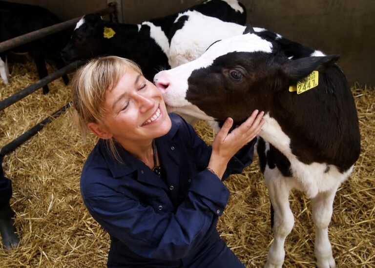 Do Cows Like to Be Petted? The Science of Cow Comfort