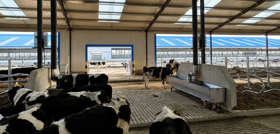 Heilongjiang Commercial Dairy Farm Installation