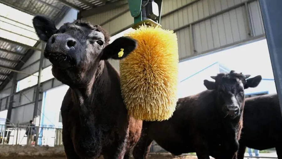 Cow Brush Installation China