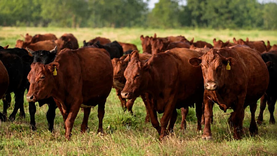 Beef cattle grazing on open pasture in Mato Grosso Brazil using smart ear tags
