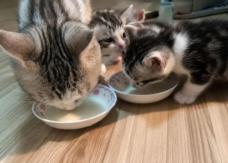 How Do You Process Lactose-Free Pet Milk for Optimal Safety and Nutrition?