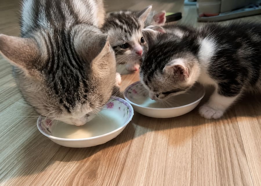Adult cats and kittens safely drinking lactose-free pet milk produced by professional dairy processing lines.