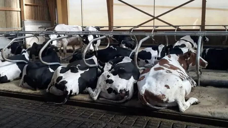 Cow Mattress Installation Vietnam
