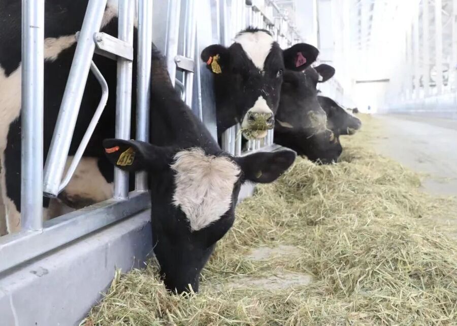 Boosting Milk Fat Content with Proper Feeding Equipment Dairy cows eating a balanced TMR ration through headlocks in a clean modern barn