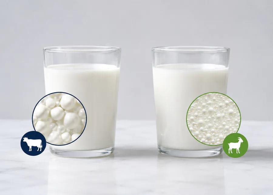 Comparison of fat globules in goat milk vs cow milk - processing equipment guide