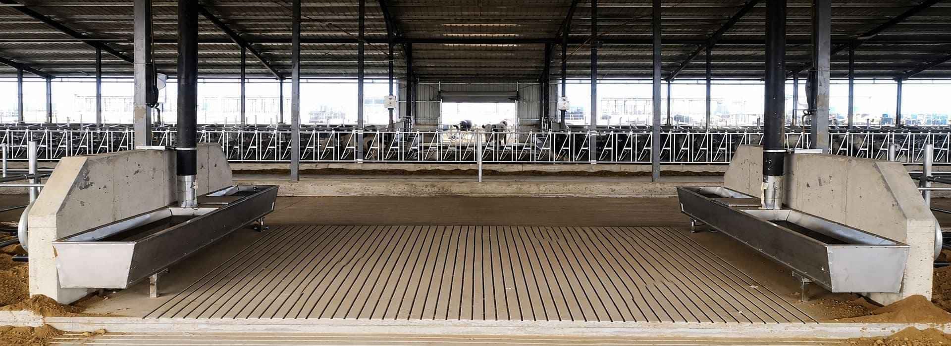 Commercial Dairy Cow Drinking from Heated Stainless Steel Trough