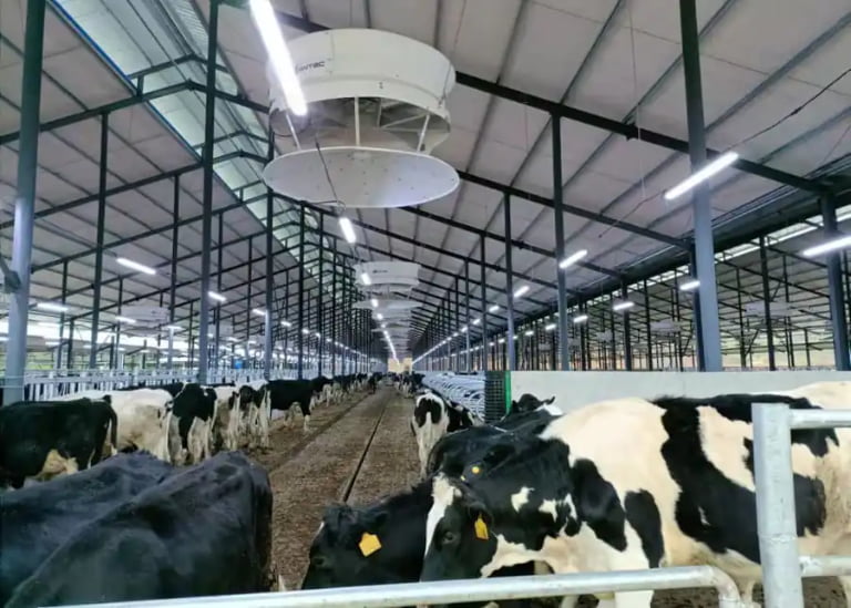 What causes a cow not to come on heat?