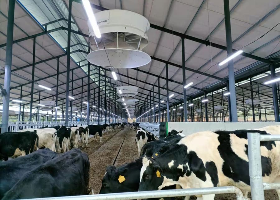 Large ceiling barn fans providing active ventilation and heat stress relief in a free stall dairy barn