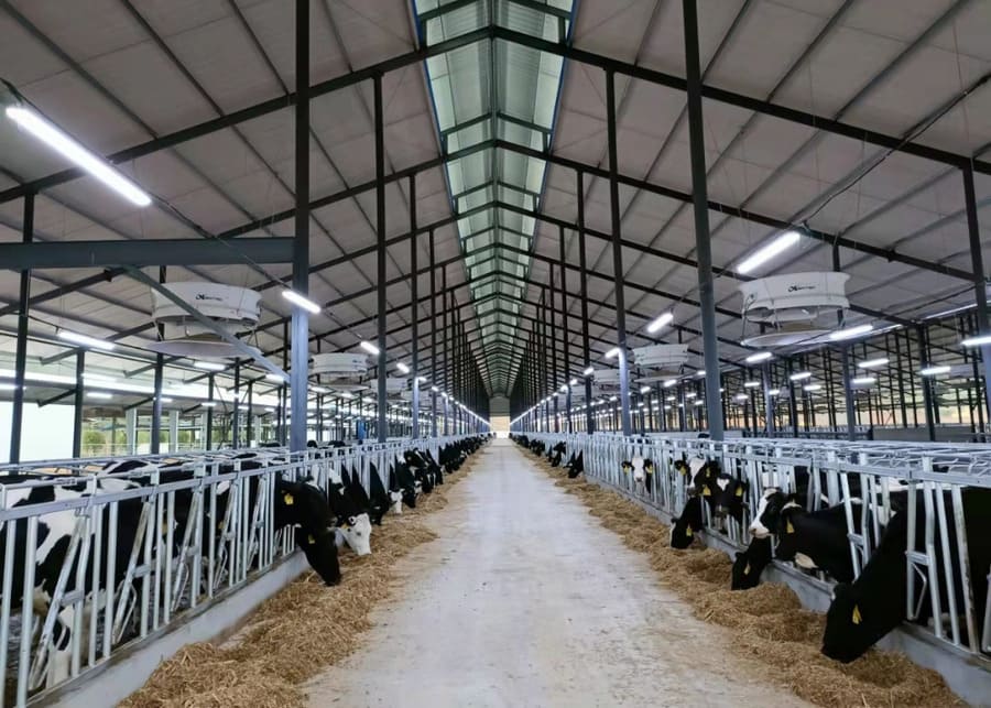 Healthy dairy cows feeding in a modern clean barn with proper ventilation and headlocks