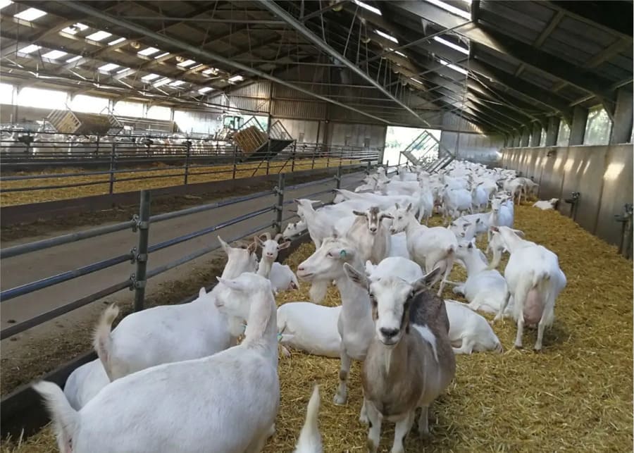 Dairy goats in a cool, well-ventilated barn with NexAgri environment control systems