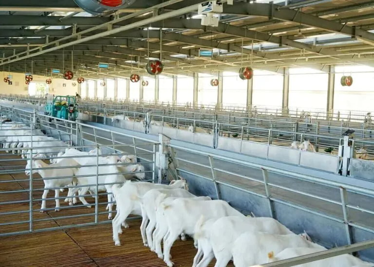 How can you protect your dairy goats from summer heat stress with advanced farm equipment?