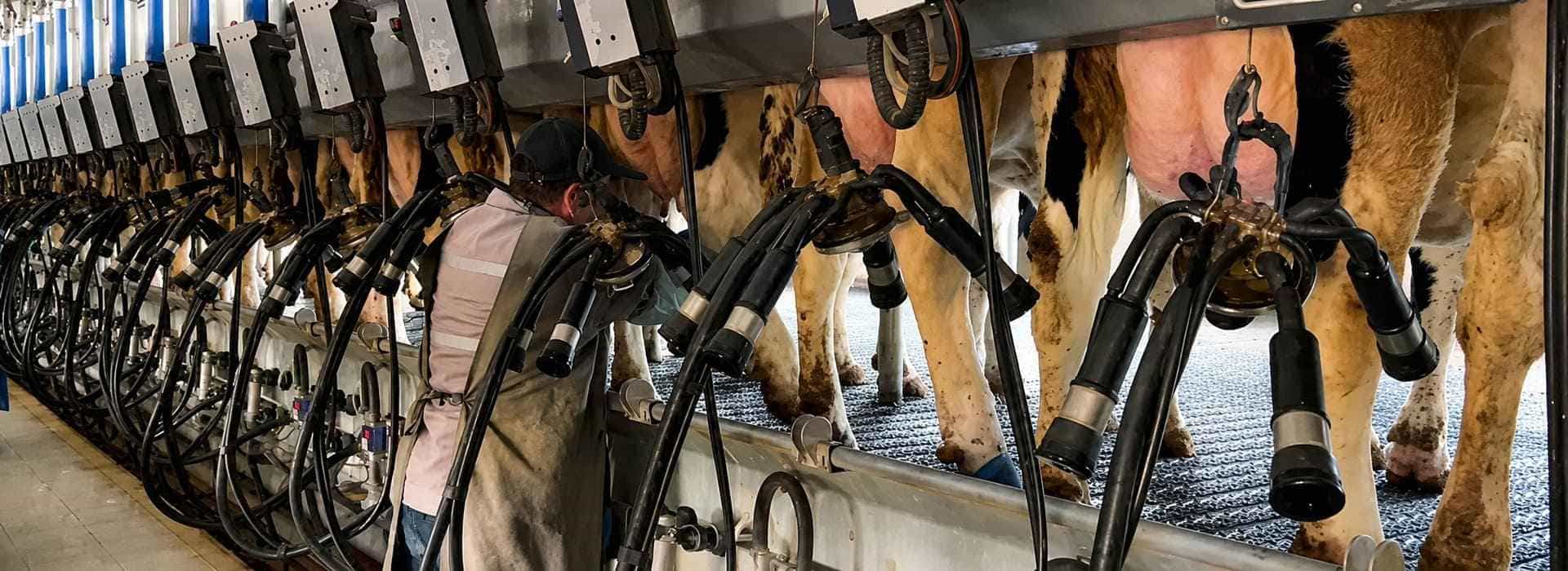 Professional Milking Machine Spare Parts and Components