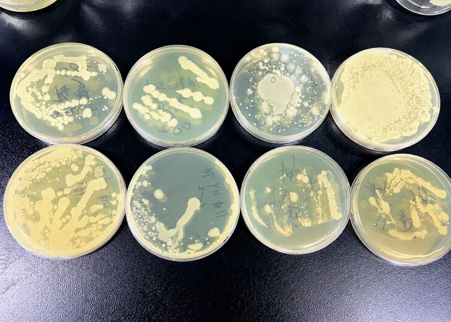 Petri dishes showing bacterial culture and inhibition test for yogurt preservatives