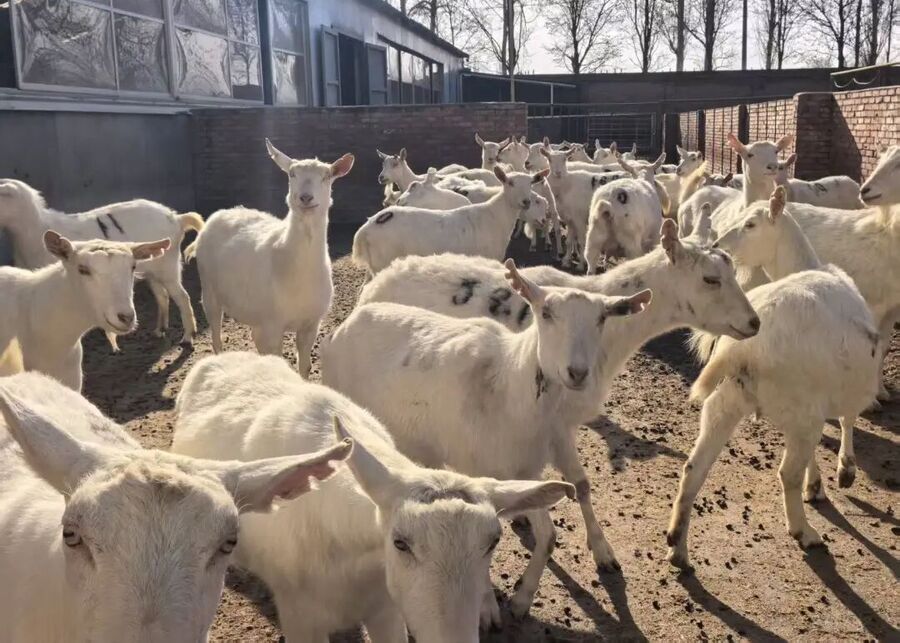 A small starter herd of white dairy goats in an outdoor exercise yard