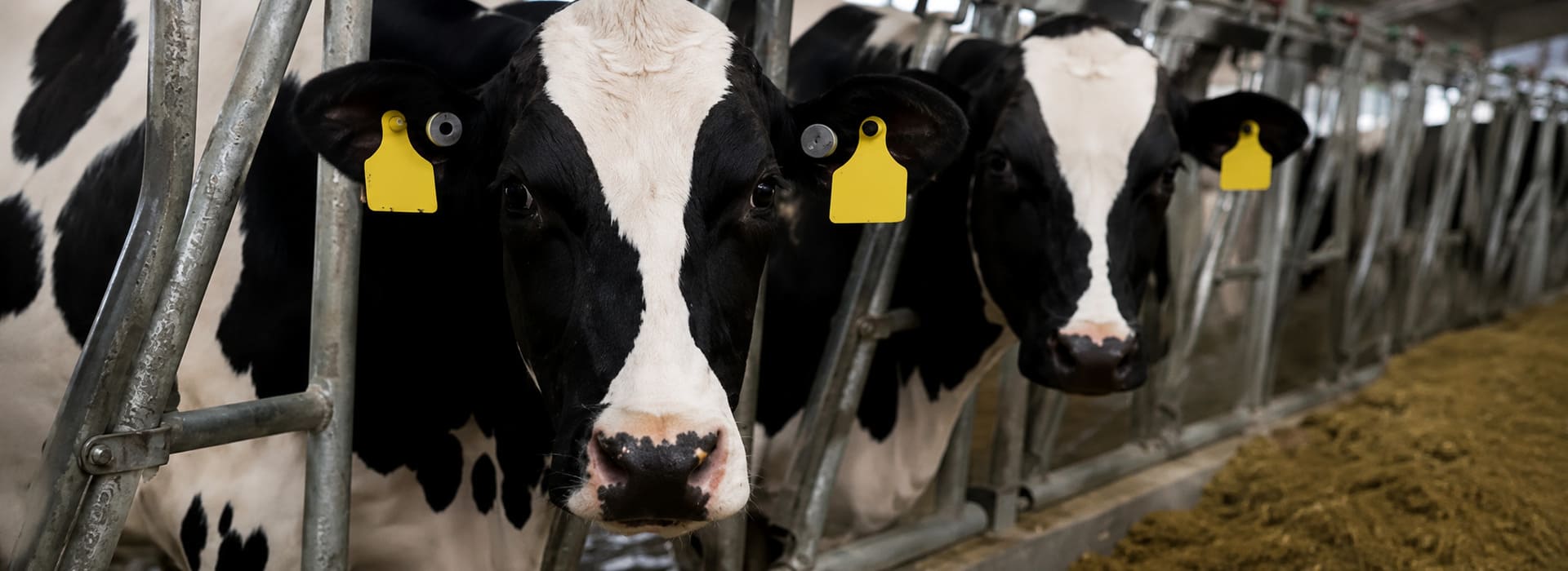 Cattle wearing NexAgri Smart Ear Tag in modern commercial dairy farm