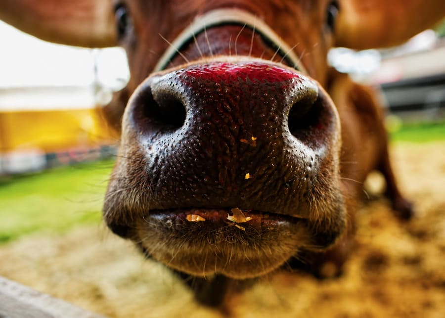 A cattle being examined for a nosebleed