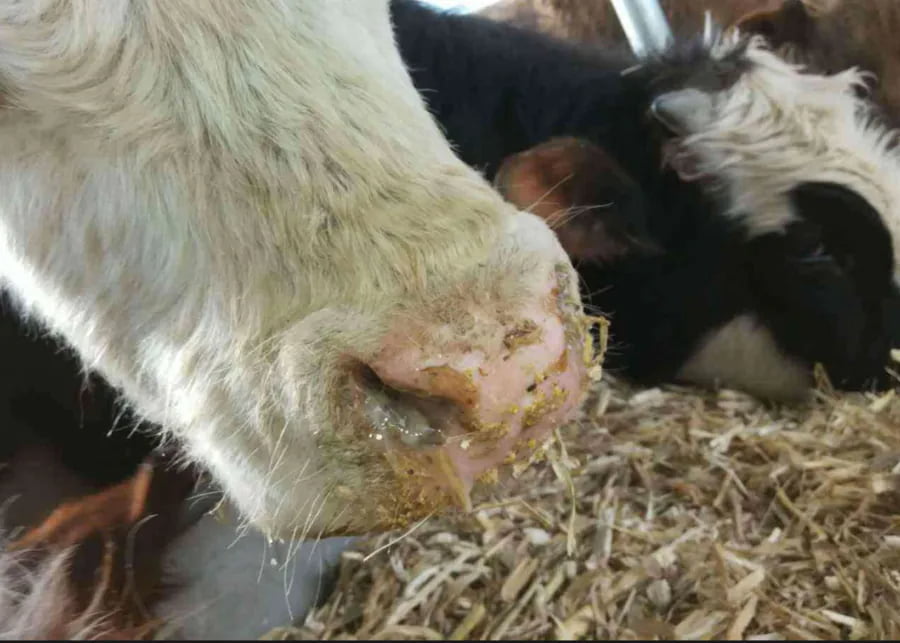 A sick cow showing signs of pneumonia