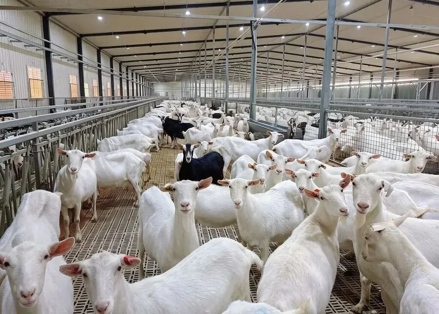 A commercial herd of dairy and Boer goats in a modern NexAgri solutions barn, optimized for controlled natural service and AI breeding methods