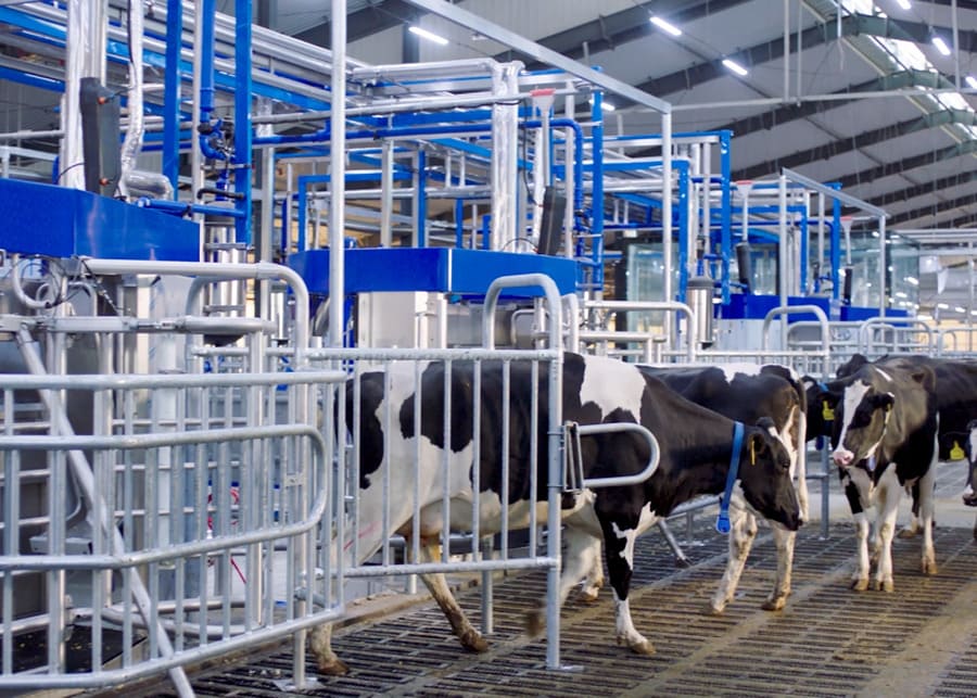 Modern dairy barn equipped with automated robotic milking systems and smart cow collar tracking