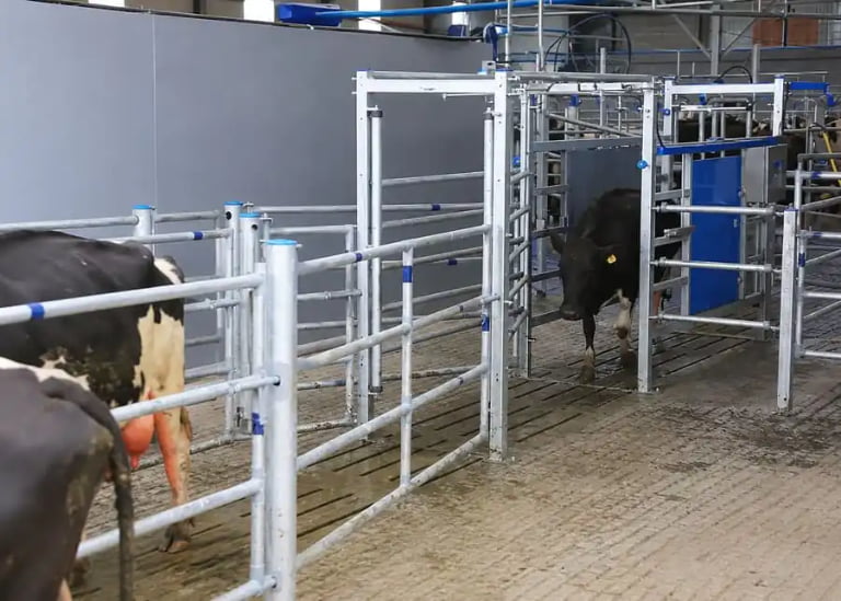How to Choose a Dairy Cow Sorting Gate for Large Herds