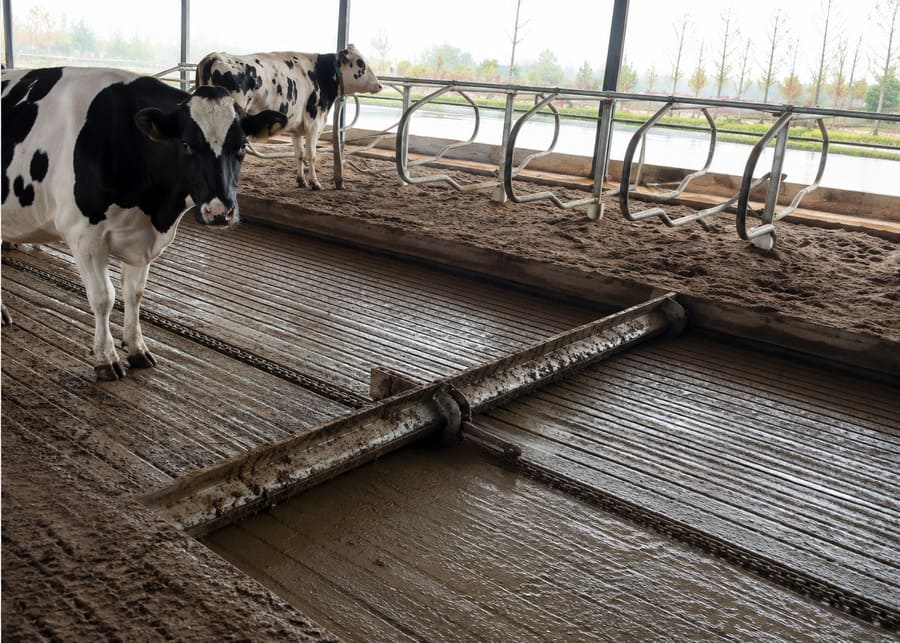 Automatic manure scraper cleaning a grooved concrete alley next to dairy cows