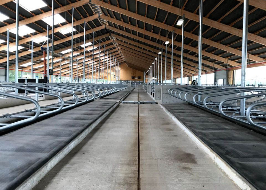 Modern dairy barn with automatic manure scraper track and rubber cow mattresses to prevent foot rot
