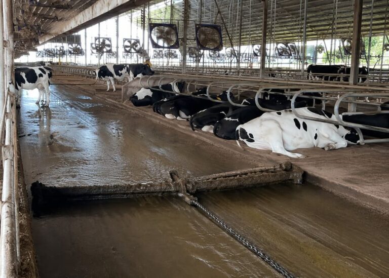 Barn Manure Scrapers: Chain vs Rope vs Hydraulic Systems
