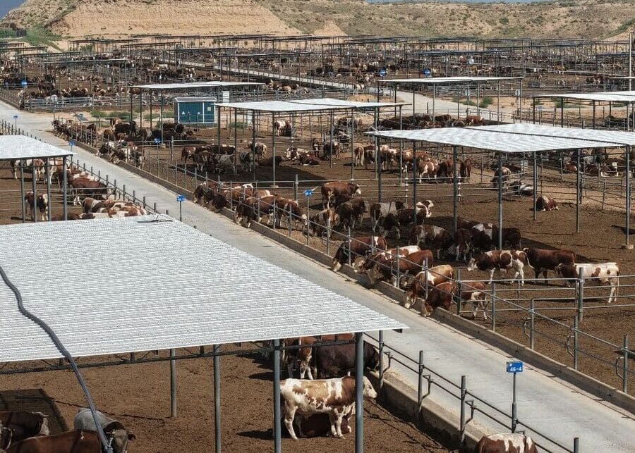 cattle fattening profitability and farm operating efficiency