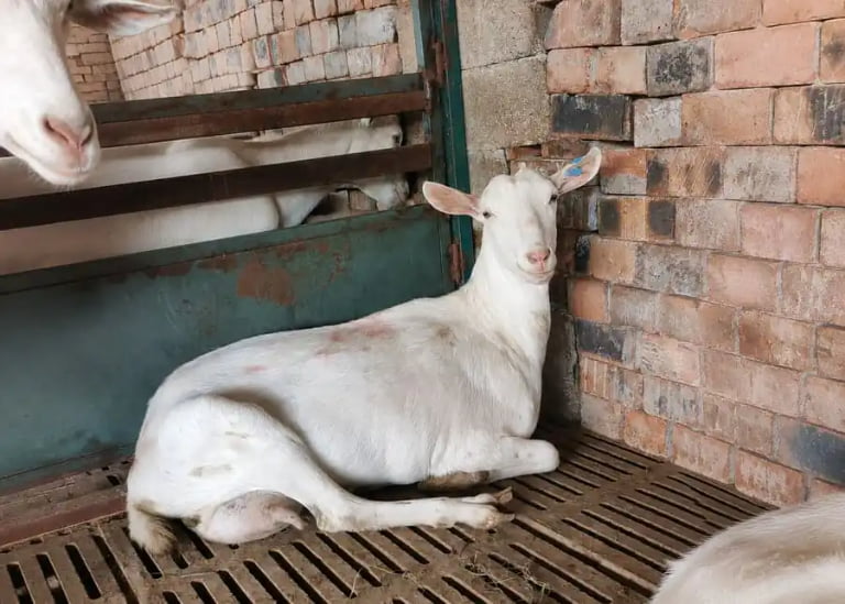 Goat Breeding Methods Comparison: Natural Service, AI, vs. ET Guide