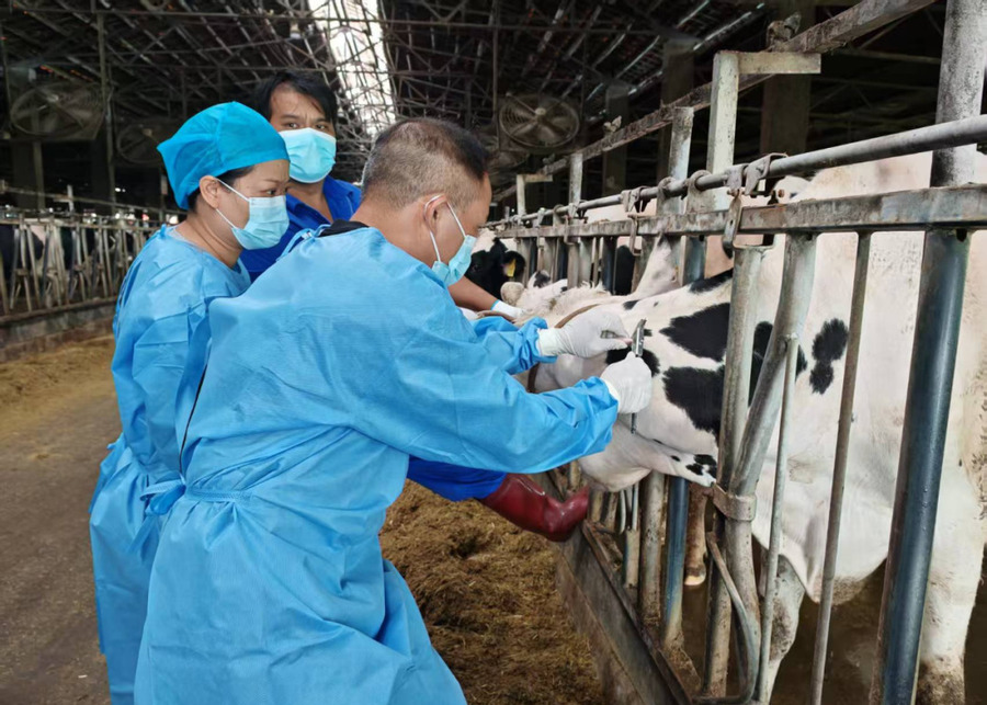 Veterinary technicians inspecting ear tags on dairy cows secured in NexAgri automatic headlocks