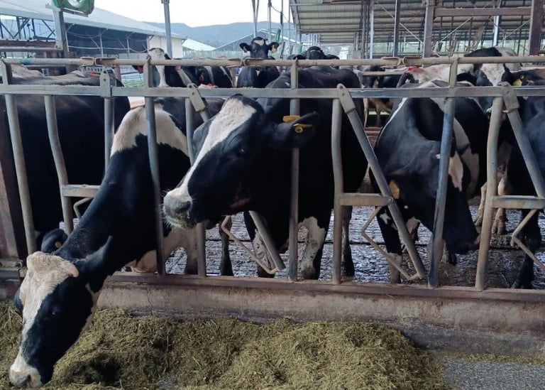 Dairy Cow Headlocks: Sizing, Installation & Bunk Management Guide