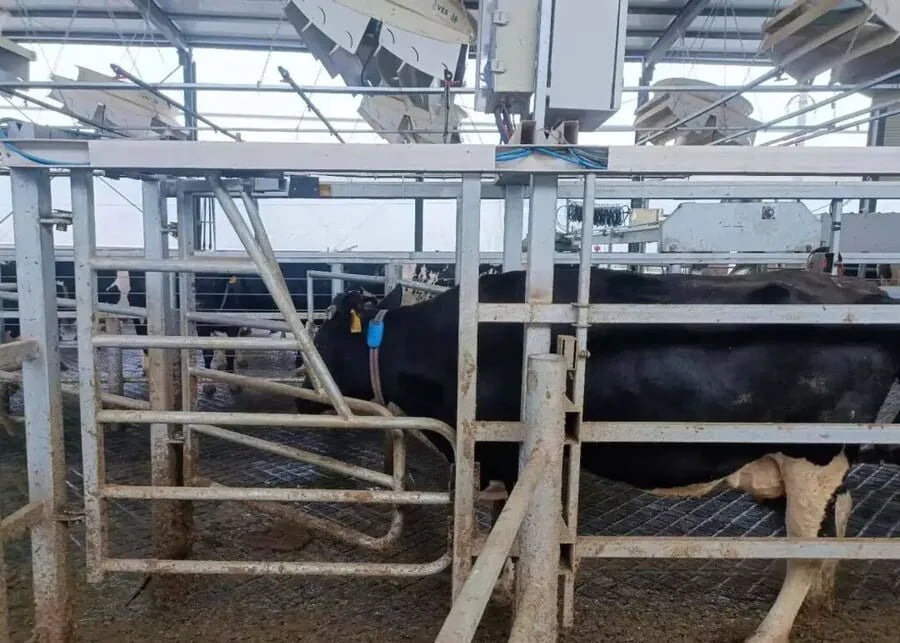 Close-up of a dairy cow wearing a smart collar and ear tag waiting for RFID identification inside an automated sorting gate