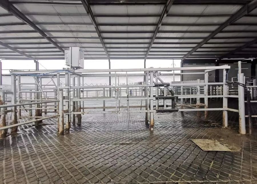 Empty galvanized steel dairy cow sorting gate structure showing slip-resistant flooring and control unit