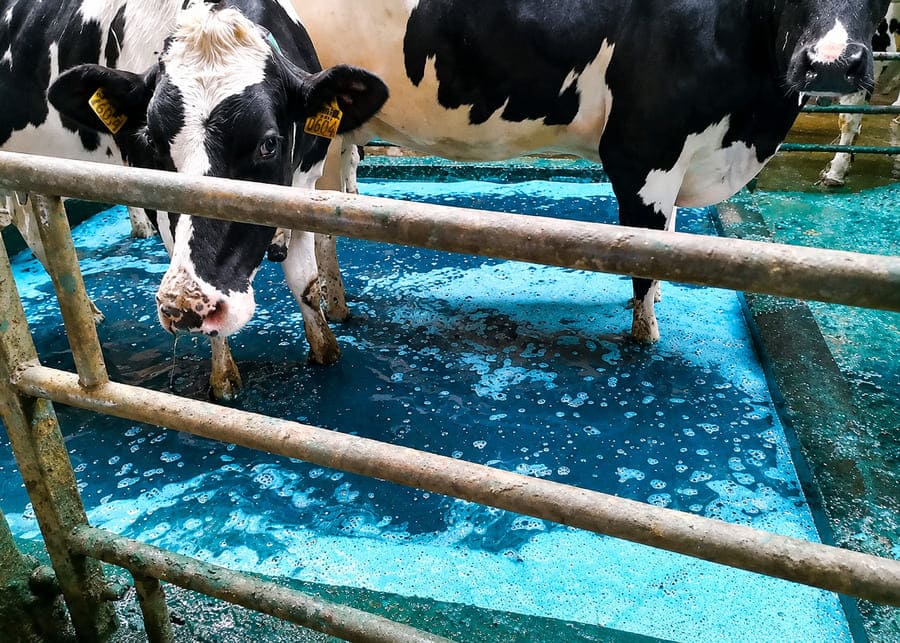 Dairy cows walking through a blue copper sulfate chemical footbath for herd foot rot prevention