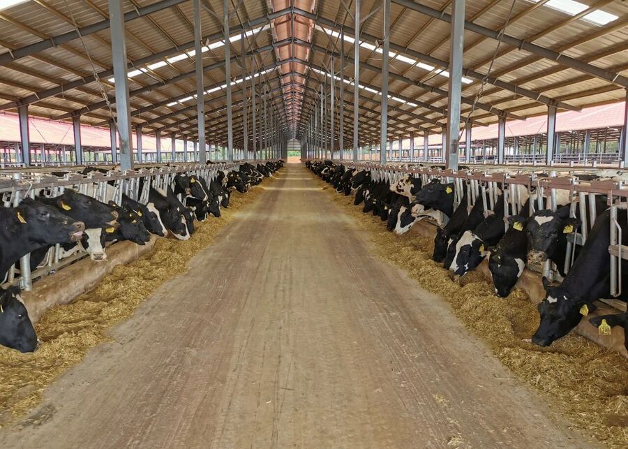 Dairy cows feeding on uniform TMR ration along feed alley with headlocks