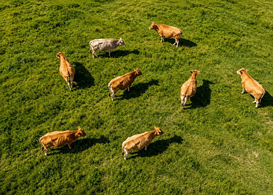 Overhead aerial view of dairy cattle grazing on green pasture, demonstrating the visual perspective provided by drone monitoring technology.