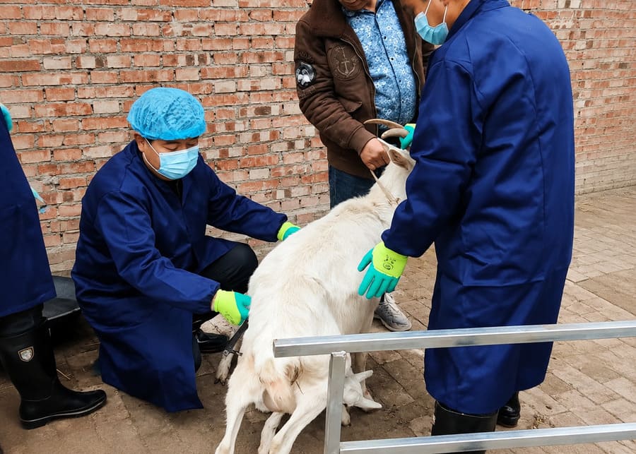 Veterinary technicians performing artificial insemination on a goat in a farm setup using precise insemination tools